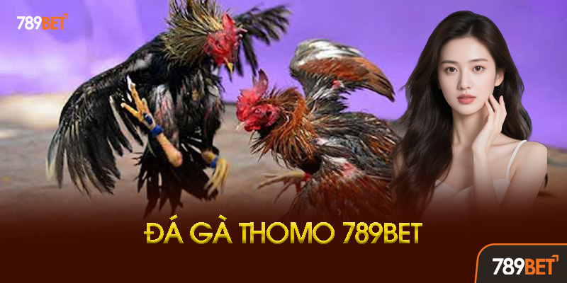 Đá Gà Thomo 789BET - Trực Tiếp Từ Campuchia, Cược Gà Ăn Tiền Thật! 1 Đá Gà Thomo Là Gì? Tại Sao Lại Hot Đến Vậy?