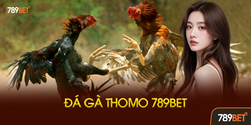 Đá Gà Thomo 789BET - Trực Tiếp Từ Campuchia, Cược Gà Ăn Tiền Thật! 2 Các Loại Kèo Đá Gà Thomo Phổ Biến Tại 789BET